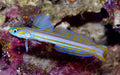 Lined Dartfish (Ptereleotris Grammica) - Reef Exclusive MA LLC