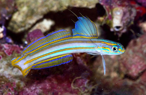 Lined Dartfish (Ptereleotris Grammica) - Reef Exclusive MA LLC