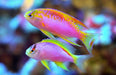 Longfin Anthias (Pseudanthias Ventralis) Female - Reef Exclusive MA LLC