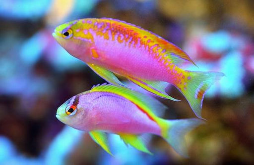 Longfin Anthias (Pseudanthias Ventralis) Female - Reef Exclusive MA LLC