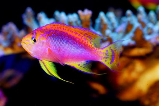 Longfin Anthias (Pseudanthias Ventralis) Male - Reef Exclusive MA LLC