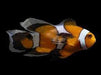 Longfin Black Foton (Amphiprion Ocellaris) - Reef Exclusive MA LLC