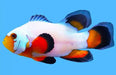 Longfin Flurry (Amphiprion Ocellaris) - Reef Exclusive MA LLC