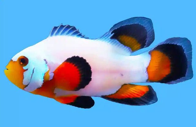 Longfin Flurry (Amphiprion Ocellaris) - Reef Exclusive MA LLC