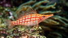 Longnose Hawkfish (Oxycirrhites Typus) - Reef Exclusive MA LLC