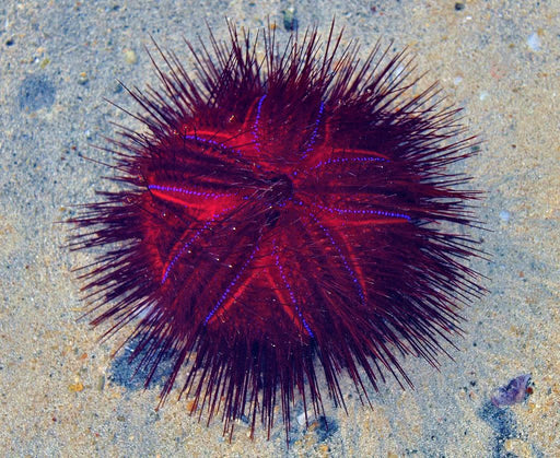 Longspine Urchin, Blue Spot (Astropyga radiata) - Reef Exclusive MA LLC