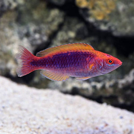 Lubbock's Fairy Wrasse (Cirrhilabrus Lubbocki) - Reef Exclusive MA LLC