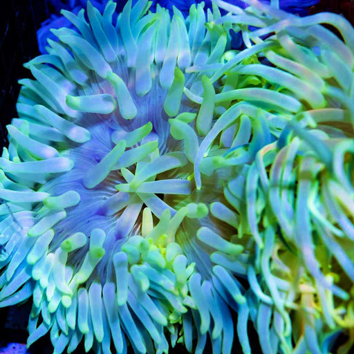 Luxurious Anemone Yellow - Blue - Reef Exclusive MA LLC