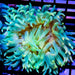 Luxurious Anemone Yellow - Blue - Orange - Reef Exclusive MA LLC