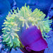 Luxurious Anemone Yellow - Blue - Orange - Reef Exclusive MA LLC