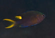 Lyretail Damsel (Neopomacentrus Azysron) - Reef Exclusive MA LLC