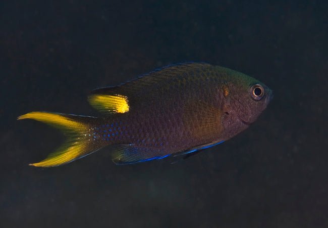 Lyretail Damsel (Neopomacentrus Azysron) - Reef Exclusive MA LLC