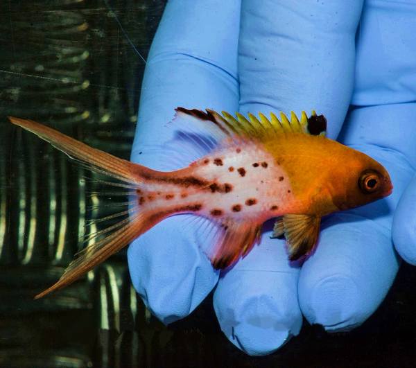 Lyretail Hogfish (Bodianus Anthioides) - Reef Exclusive MA LLC