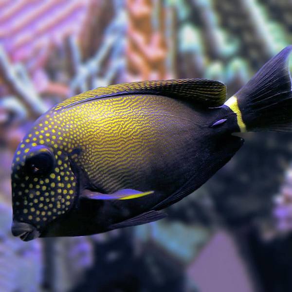 Maculiceps Tang (Acanthurus Maculiceps) - Reef Exclusive MA LLC