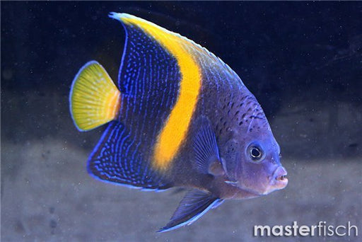 Maculosus Angelfish (Pomacanthus Maculosus) - Reef Exclusive MA LLC