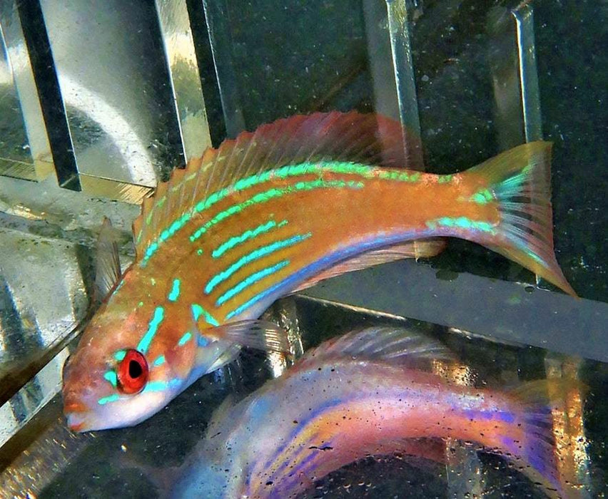 Madagascar Flasher Wrasse (Paracheilinus Hemitaeniatus) Female - Reef Exclusive MA LLC