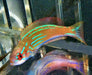 Madagascar Flasher Wrasse (Paracheilinus Hemitaeniatus) Female - Reef Exclusive MA LLC