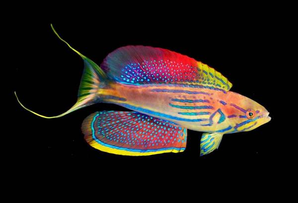 Madagascar Flasher Wrasse (Paracheilinus Hemitaeniatus) Male - Reef Exclusive MA LLC