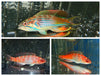 MADAGASCAR FLASHER WRASSE TRIO 1 SUPER MALE 2 FEMALE - Reef Exclusive MA LLC