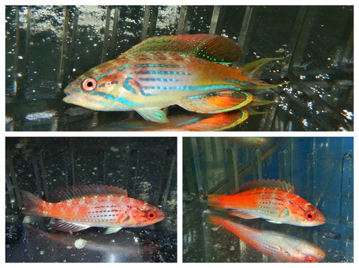 MADAGASCAR FLASHER WRASSE TRIO 1 SUPER MALE 2 FEMALE - Reef Exclusive MA LLC