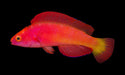 Magma Fairy Wrasse (Cirrhilabrus Shutmani) - Reef Exclusive MA LLC