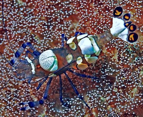 Magnificent Anemone Shrimp (Ancylomenes magnificus) - Reef Exclusive MA LLC