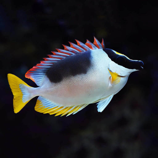 Magnificent Foxface (Siganus Magnificus) - Reef Exclusive MA LLC