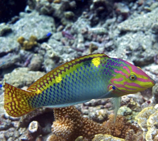 Marble Wrasse (Halichoeres Hortulanus) - Reef Exclusive MA LLC