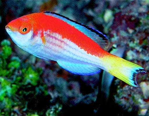 Marjorie Fairy Wrasse (Cirrhilaburs Marjorie) Male - Reef Exclusive MA LLC