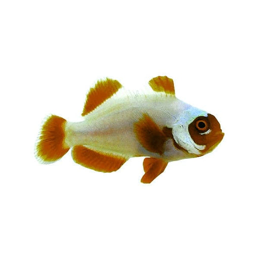 Maroon Clown Gold Nugget (Premnas Biaculeatus) Captive Bred - Reef Exclusive MA LLC