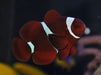 Maroon Clown (Premnas Biaculeatus) - Reef Exclusive MA LLC