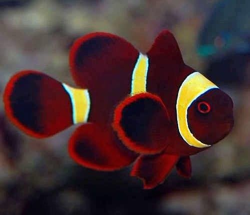 Maroon Clown Yellowstripe (Premnas Biaculeatus) Captive Bred - Reef Exclusive MA LLC