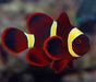 Maroon Clown Yellowstripe (Premnas Biaculeatus) Captive Bred - Reef Exclusive MA LLC