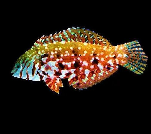 Mauritius Jewel Leopard Wrasse (Halichoeres Lapillus) MALE - Reef Exclusive MA LLC