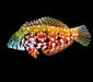 Mauritius Jewel Leopard Wrasse (Halichoeres Lapillus) MALE - Reef Exclusive MA LLC