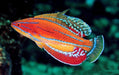 McCosker's Flasher Wrasse (Paracheilinus Mccoskeri) - Reef Exclusive MA LLC