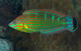 Melanurus Wrasse (Halichoeres Melanurus) - Reef Exclusive MA LLC