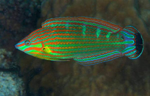 Melanurus Wrasse (Halichoeres Melanurus) - Reef Exclusive MA LLC