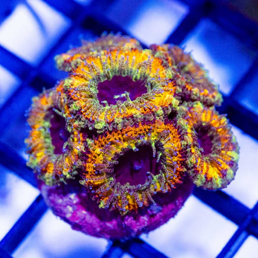 Micromussa Ultra Rainbow - Reef Exclusive MA LLC