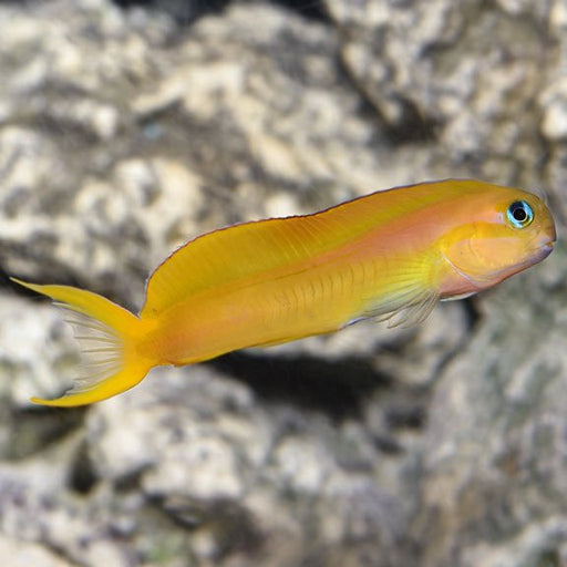 Midas Blenny (Ecsenius Midas) - Reef Exclusive MA LLC