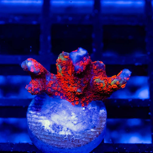 Monti Digitata Red Green - Reef Exclusive MA LLC