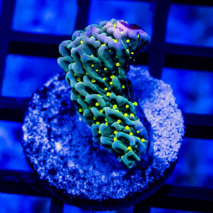 Montipora Galaxy - Reef Exclusive MA LLC