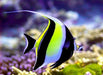 Moorish Idol (Zanclus Cornutus) - Reef Exclusive MA LLC