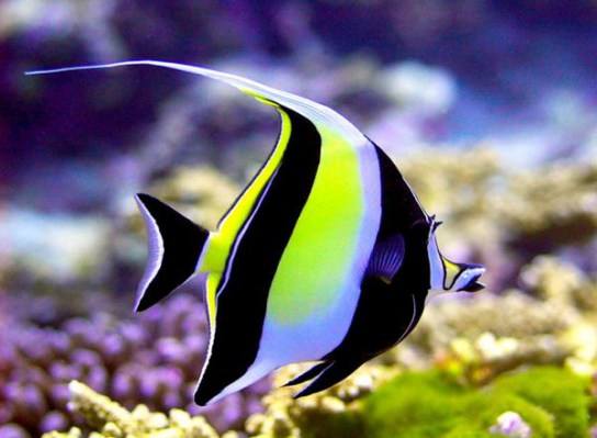 Moorish Idol (Zanclus Cornutus) - Reef Exclusive MA LLC