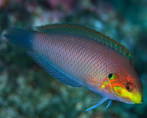 Moyeri Leopard Wrasse (Macropharyngodon Moyeri) - Reef Exclusive MA LLC