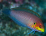 Moyeri Leopard Wrasse (Macropharyngodon Moyeri) - Reef Exclusive MA LLC