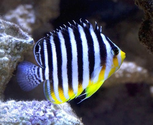 Multibar Angelfish (Paracentropyge Multifasciata) Bali Aquarich - Reef Exclusive MA LLC