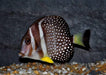 Mustard Gutattus Tang (Acanthurus Guttatus) - Reef Exclusive MA LLC