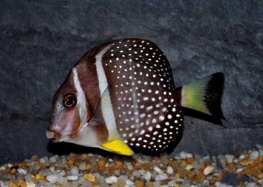 Mustard Gutattus Tang (Acanthurus Guttatus) - Reef Exclusive MA LLC