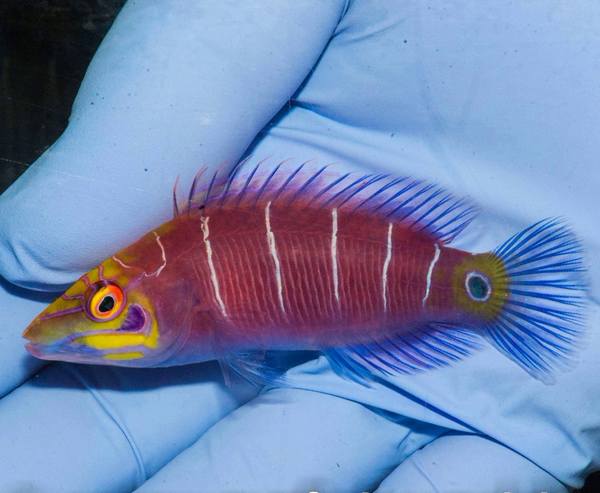 Mystery Wrasse (Pseudocheilinus Ocellatus) - Reef Exclusive MA LLC